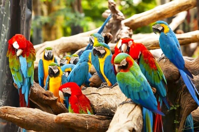 bird kingdom