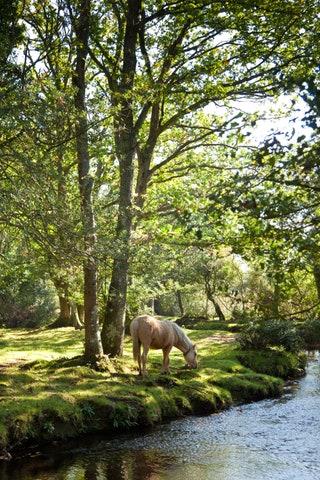 The best day trip from London for woodland walks and long pub lunches How to get there from London The train from London...